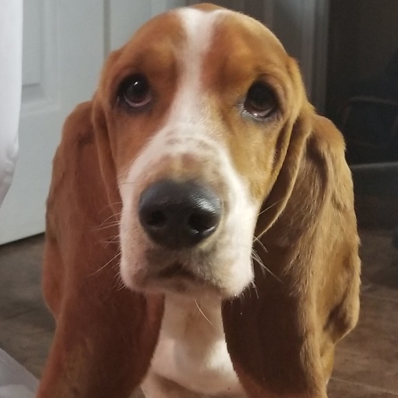basset1